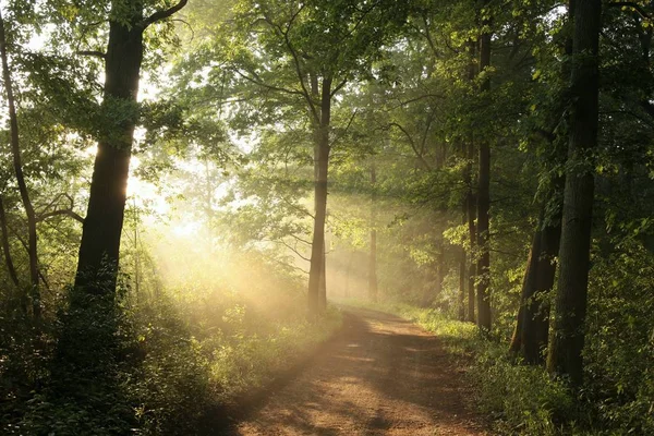 Forêt printanière brumeuse au lever du soleil — Photo