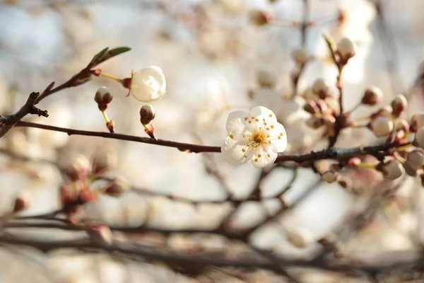 Flores de primavera en un árbol — Foto de Stock