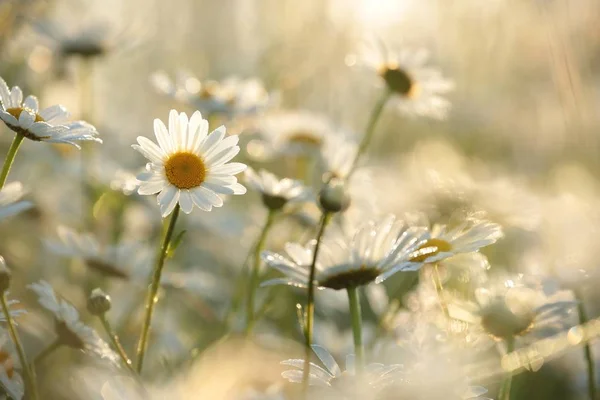 Daisy na louce — Stock fotografie