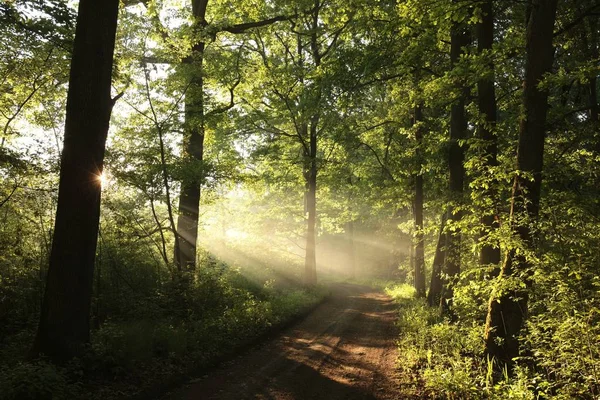 Lantlig väg genom en dimmig skog — Stockfoto