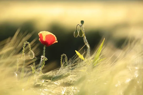 Amapola en el campo —  Fotos de Stock