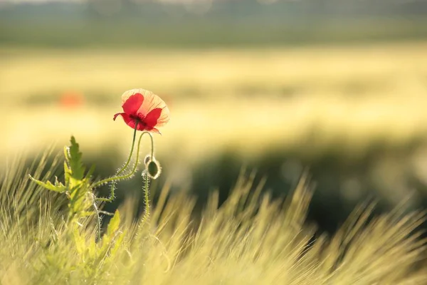 Amapola en el campo —  Fotos de Stock