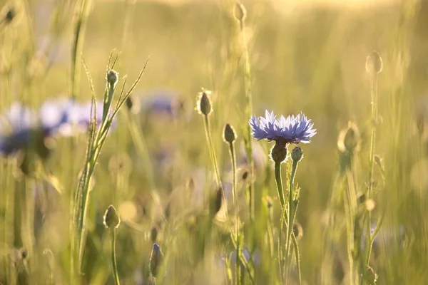 Aciano en el campo — Foto de Stock