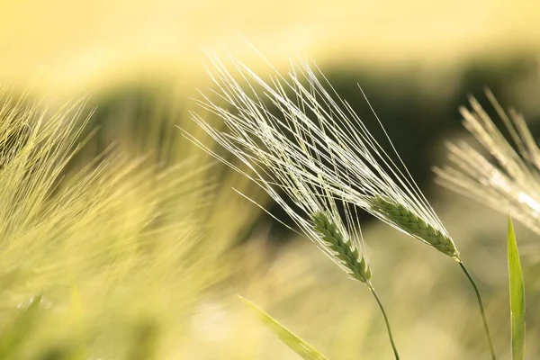 Ears of grain in the field — Stock Photo, Image
