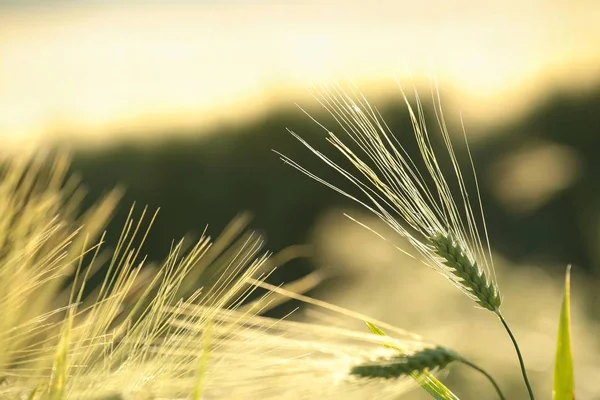 Ухо зерна в поле — стоковое фото
