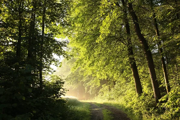 Весенний лес туманным утром — стоковое фото