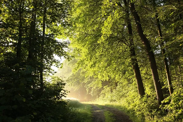 Spring forest on a misty morning