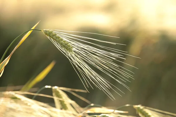 Ear of grain — Stock Photo, Image