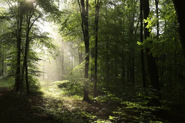 Wiosenny las o świcie — Zdjęcie stockowe