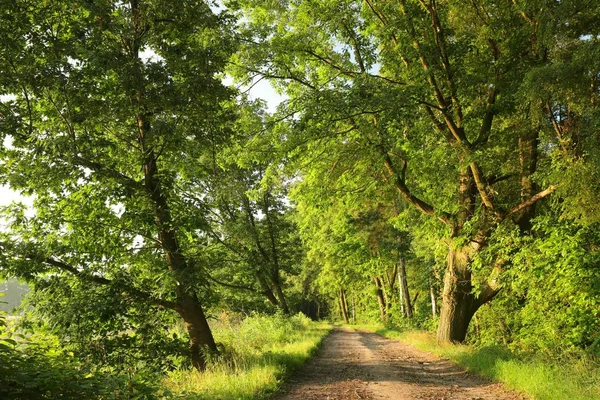 Chemin de terre entre les chênes — Photo