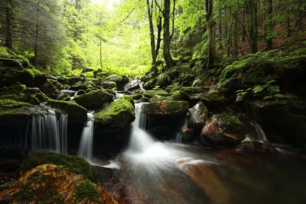 Forest stream flowing from the mountains