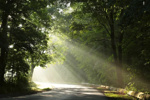 Rural road through the deciduous forest — Stock Photo, Image