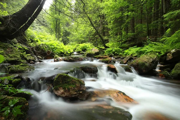 Лесной поток — стоковое фото