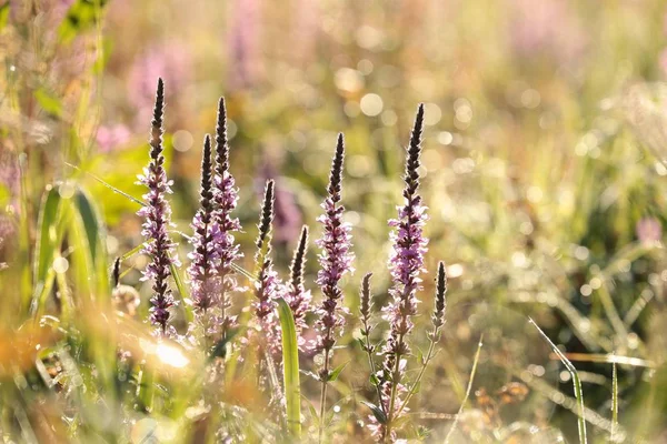 Loosestrife ao amanhecer — Fotografia de Stock