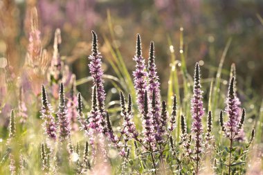 Çayırda gevşek bir yürüyüş.
