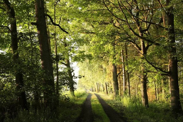 落葉広葉樹の森の中の田舎道 — ストック写真