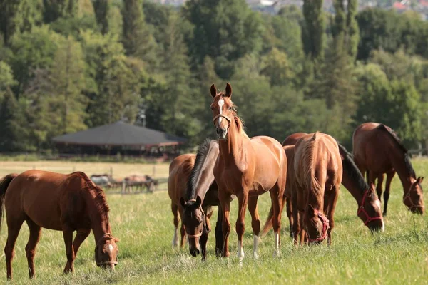 Horses on a background of trees — Stock Photo, Image