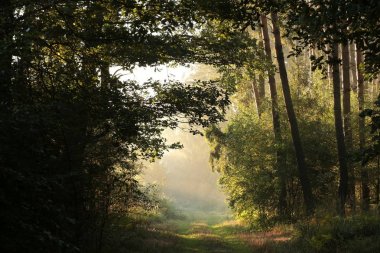 Gündoğumu, ormana kırsal yol