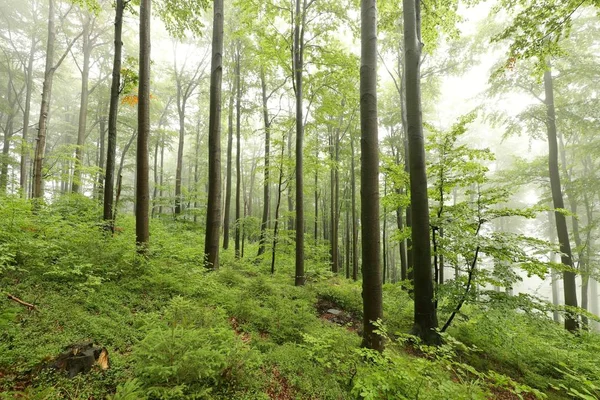 Las bukowy w mglistej pogody — Zdjęcie stockowe