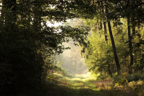 Сельская дорога через лес — стоковое фото