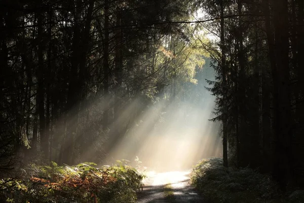 Camino forestal al amanecer — Foto de Stock