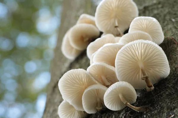 Family of mushrooms — Stock Photo, Image