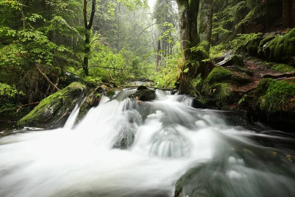 Потік тече через ліс — стокове фото