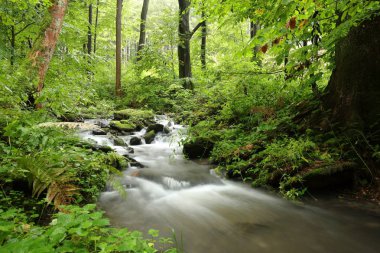 Dağlardan akan orman akarsu