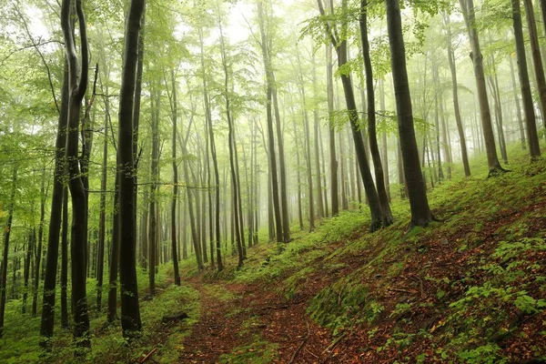 Vroege herfst beukenbos — Stockfoto