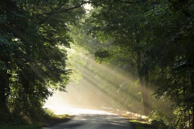 Şafakta ormana kırsal yol