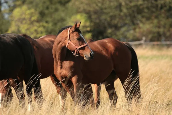 Cavalli su un pascolo — Foto Stock