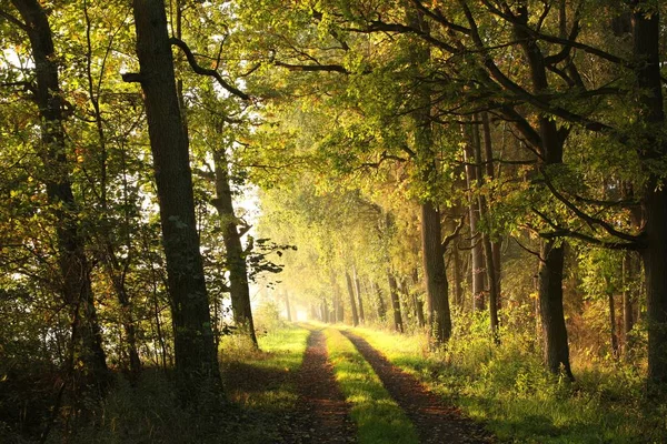 Ormandan geçen kırsal yol. — Stok fotoğraf