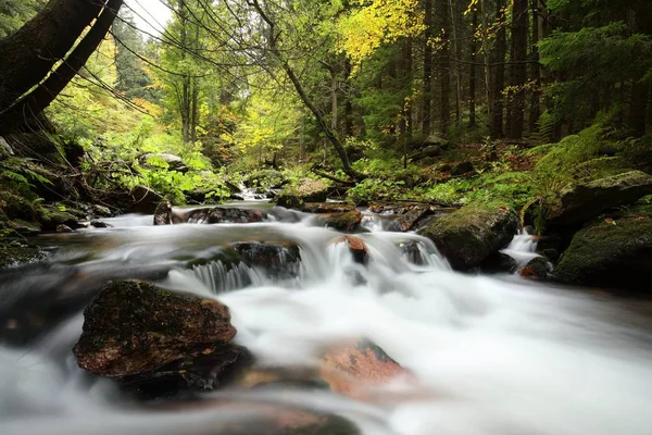 Aliran hutan mengalir dari pegunungan — Stok Foto