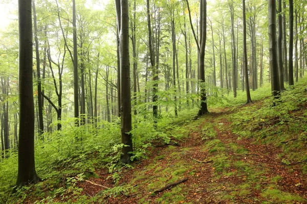 Początku jesieni lasy bukowe — Zdjęcie stockowe