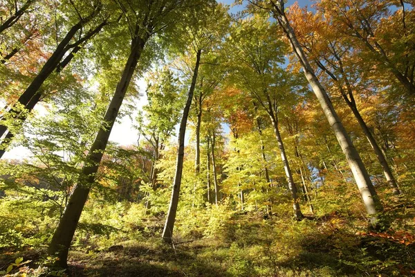 Höstens bokskog — Stockfoto