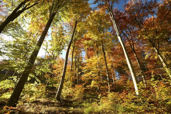 Bosque de haya de otoño — Foto de Stock