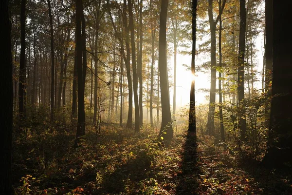 Floresta de outono ao amanhecer — Fotografia de Stock