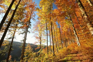 Şafakta sonbahar orman