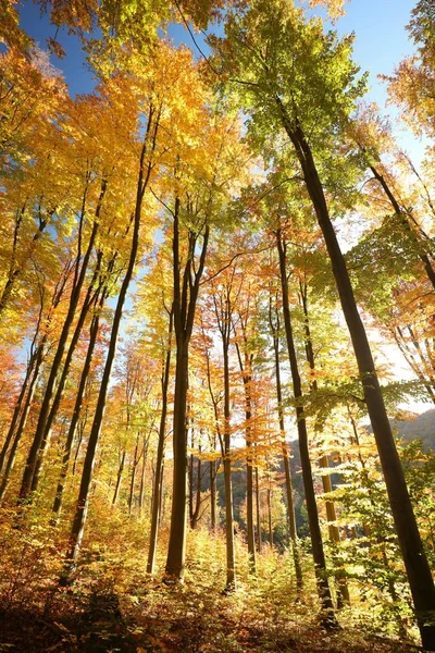 Herbst-Buchenwald — Stockfoto