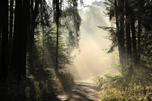 Camino forestal al amanecer —  Fotos de Stock