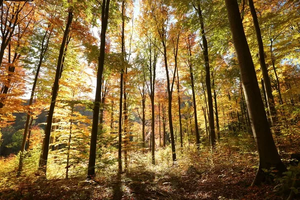 Floresta de faia de outono — Fotografia de Stock