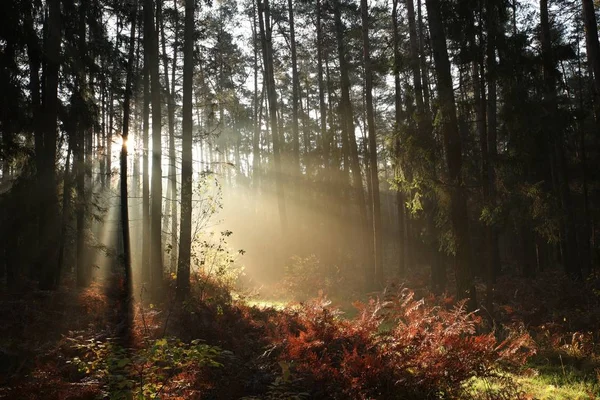 Foresta di conifere di autunno di mattina — Foto Stock