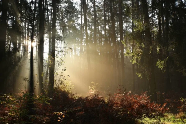 Mglisty Jesienny Las Iglasty Rano — Zdjęcie stockowe