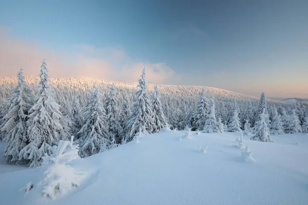 Winterlandschap Bij Dageraad — Stockfoto