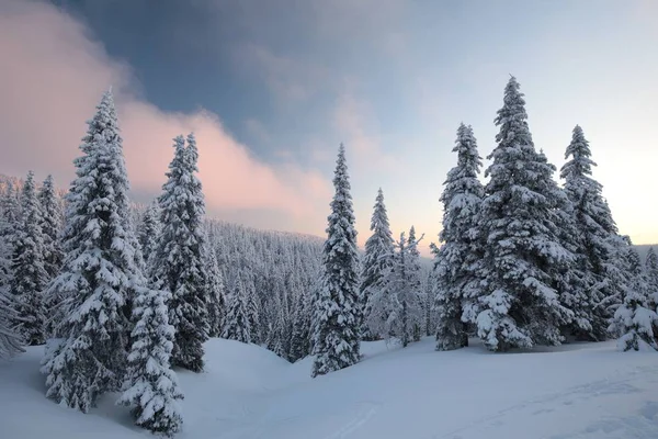 Зимний Пейзаж Рассвете — стоковое фото