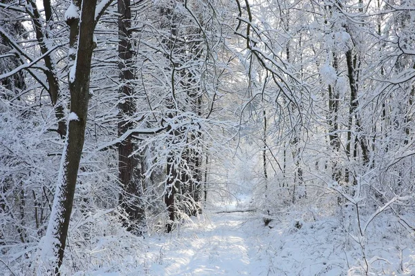 Lesní Cesta Zimní Krajině — Stock fotografie