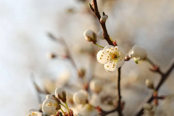 春天的花朵在树上绽放 — 图库照片