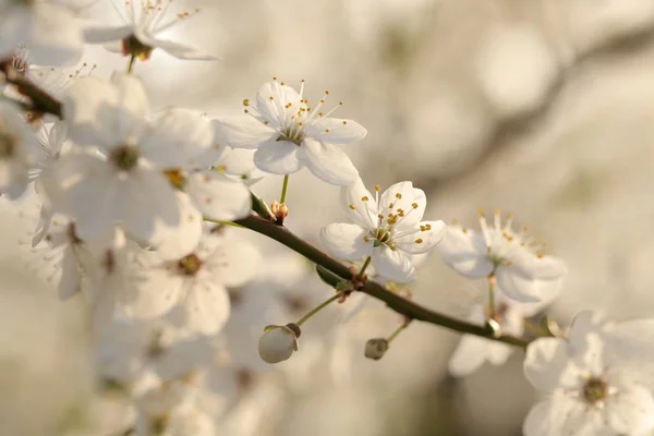 Flores Primavera Floreciendo Árbol —  Fotos de Stock