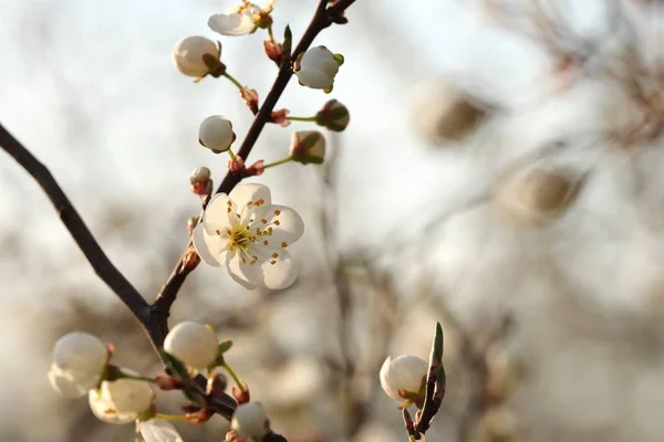 Voorjaar Bloemen Bloeien Een Boom — Stockfoto