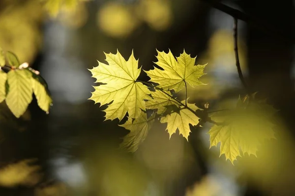Wiosenne Liście Klonu Lesie — Zdjęcie stockowe